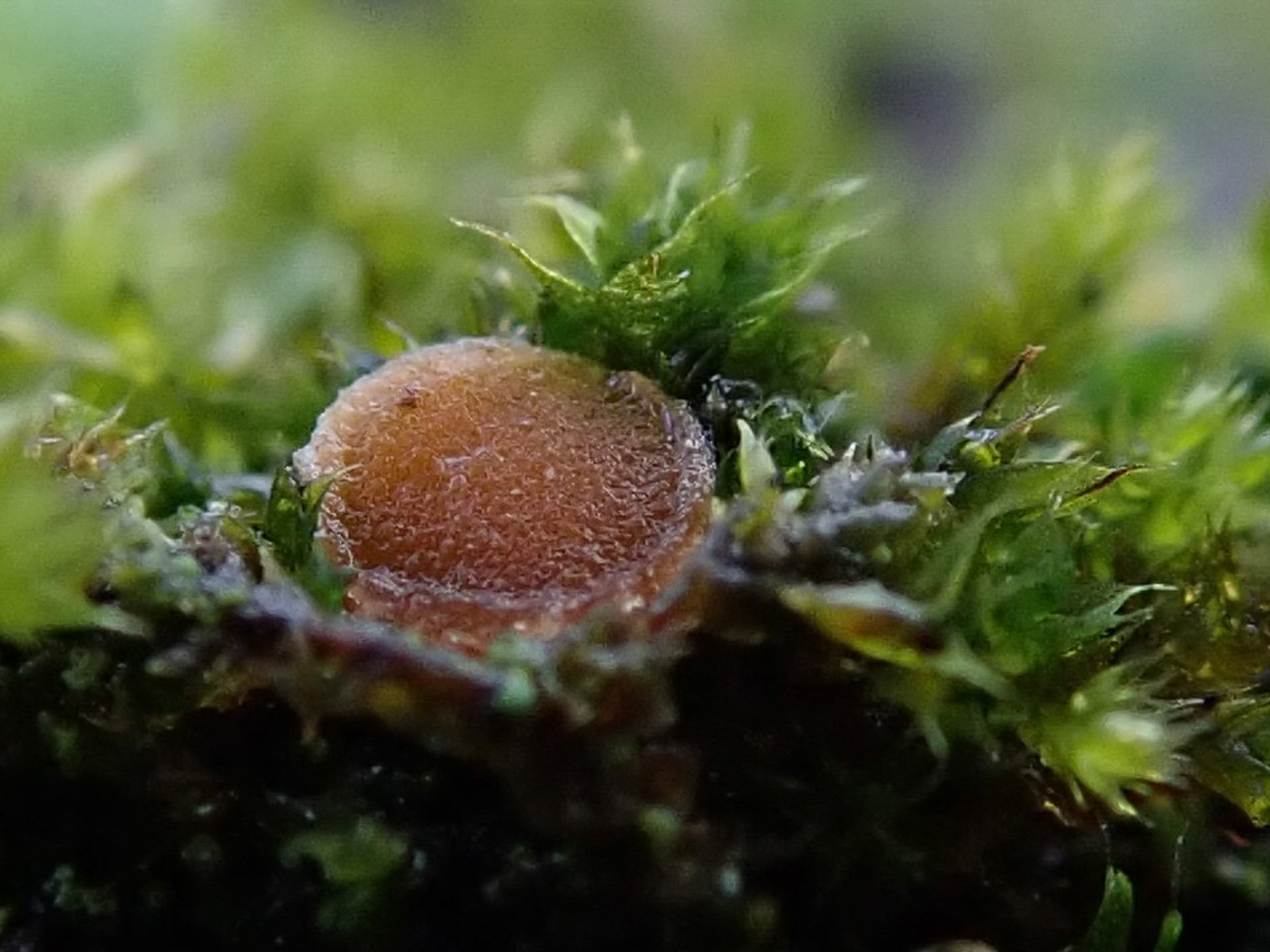 Photo by Sarah Ebdon Octospora sp. bryum-capillare by Sarah Ebdon